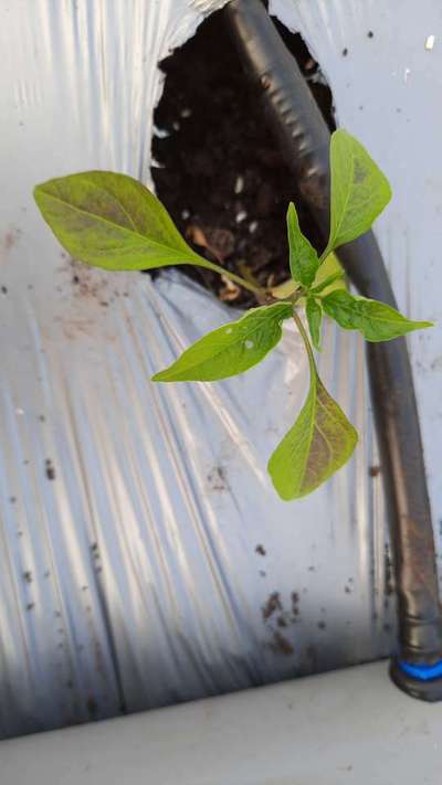 Phosphorus Deficiency - Capsicum & Chilli