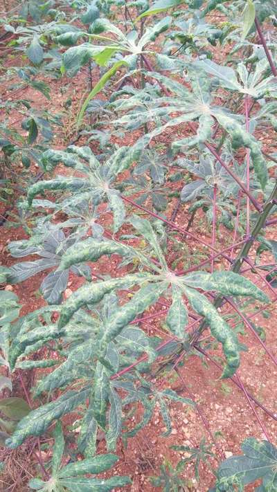 Cassava Mosaic Disease - மரவள்ளிக்கிழங்கு