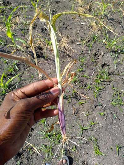 White Grub, Corn