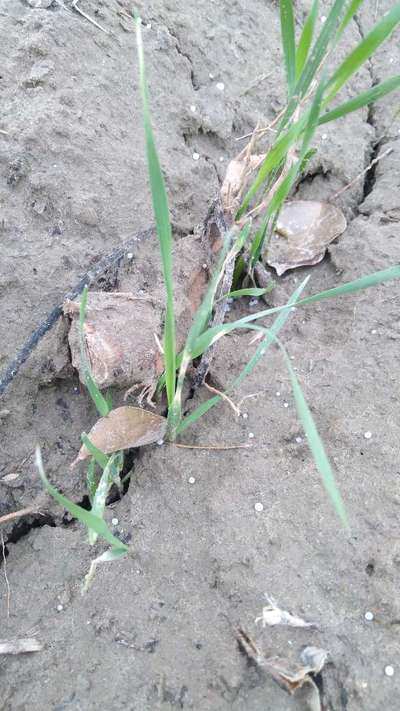 Eyespot of Cereals - Wheat