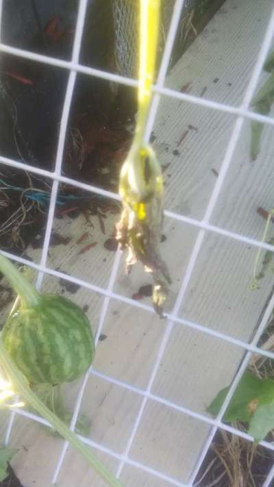 Gummy Stem Blight of Cucurbits - Melon