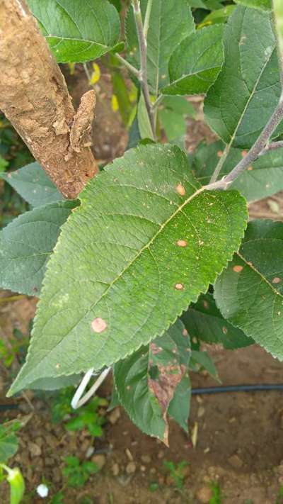 Anthracnose of Apple - Apple