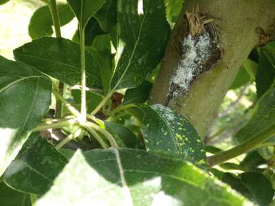 This cotten like growth on apple trees | Community | Plantix