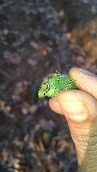 Helicoverpa Caterpillar - Okra