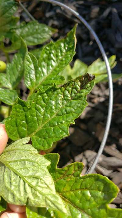 Thrips - Tomato