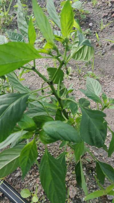 Broad Mite - Capsicum & Chilli