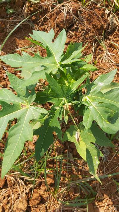 Thrips - Papaya