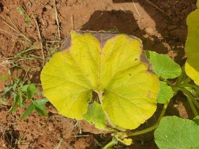 Potassium Deficiency - Pumpkin