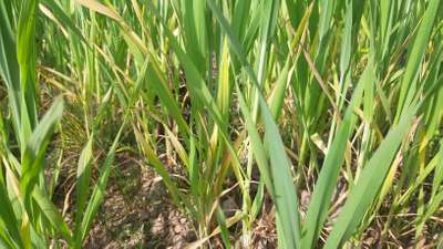 Nitrogen Deficiency - Wheat