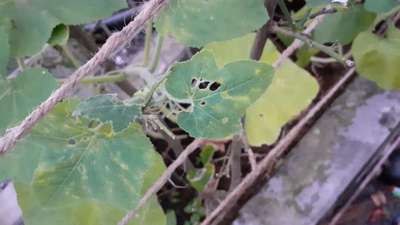 লাল কুমড়োর বিটলস - কুমড়া