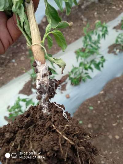 Stem Rot - Capsicum & Chilli