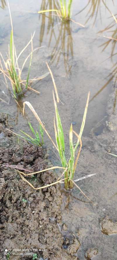 Calcium Deficiency - Rice