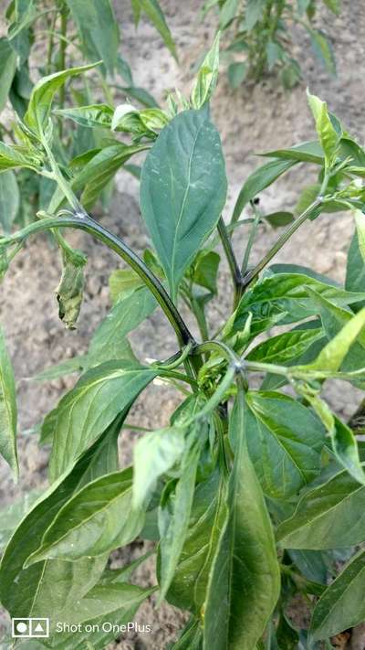 Chilli Thrips - Capsicum & Chilli