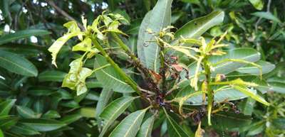 Mango Nut Weevil - Mango