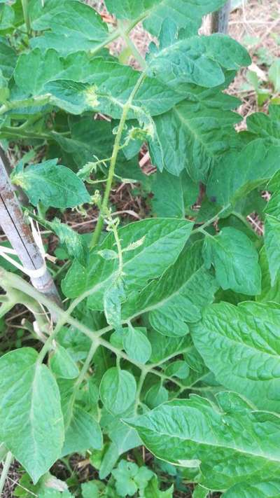 Perturbateurs de Membrane Cellulaire - Tomates