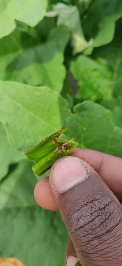 Brinjal Shoot and Fruit Borer - Brinjal