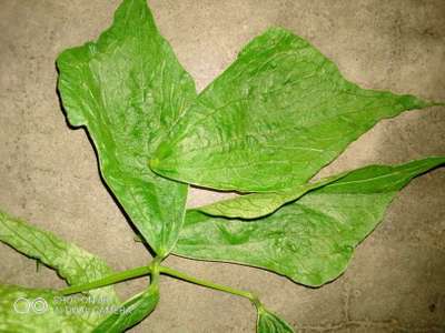 শিমের সাধারন মোজাইক ভাইরাস রোগ - শিম