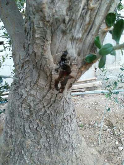 Olive Bark Beetle - Olive