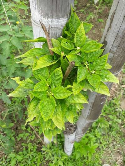 Thrips - Capsicum & Chilli