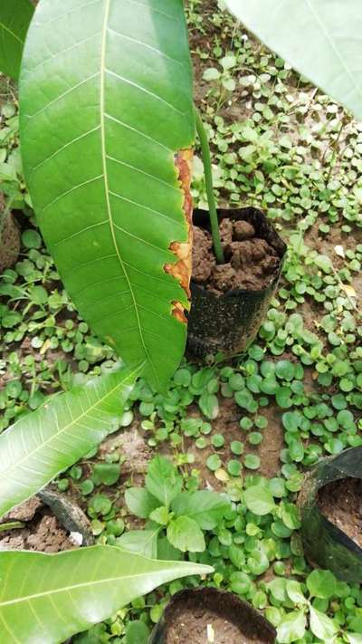 Potassium Deficiency - Mango