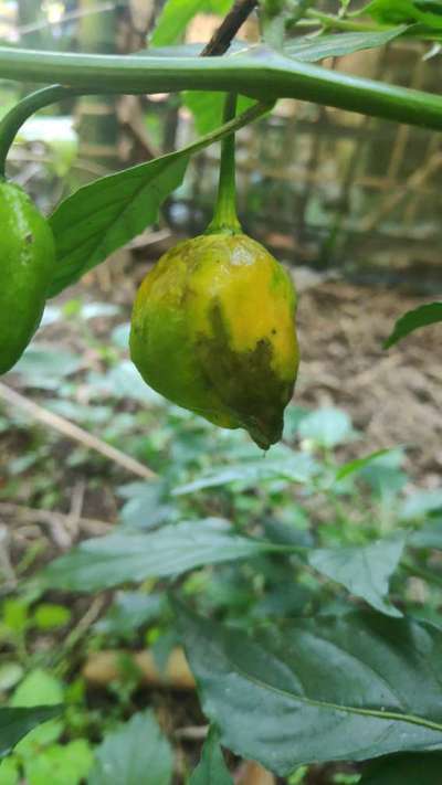 Bacterial Soft Rot of Pepper - Capsicum & Chilli