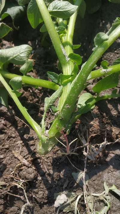 Black Cutworm - Potato