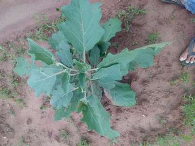 Whiteflies - Brinjal