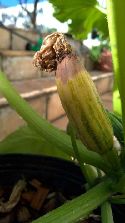 Blossom End Rot - Zucchini