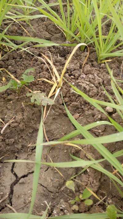 Root and Foot Rot - Wheat