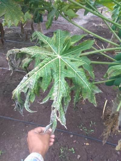 Magnesium Deficiency - Papaya