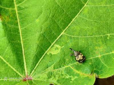 Boll Weevil - Cotton