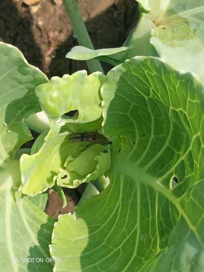 Tobacco Caterpillar - Cabbage