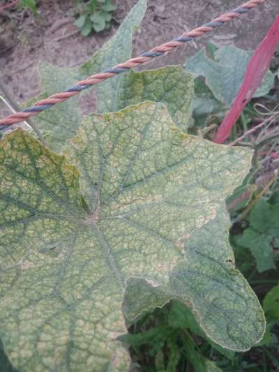 Spider Mites - Cucumber