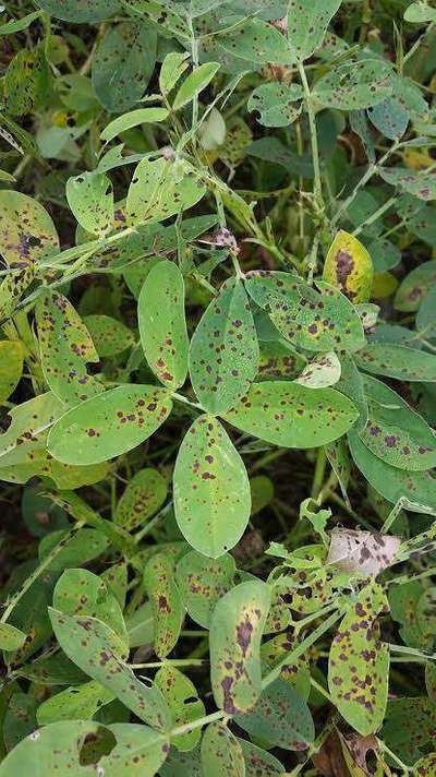 Late and Early Leaf Spot - Peanut