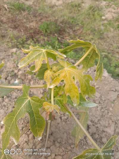 Papaya Mosaic Virus - Papaya