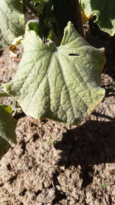 Deficiencia de potasio - Pepino