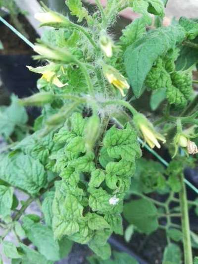 Tomato Yellow Leaf Curl Virus - Tomato