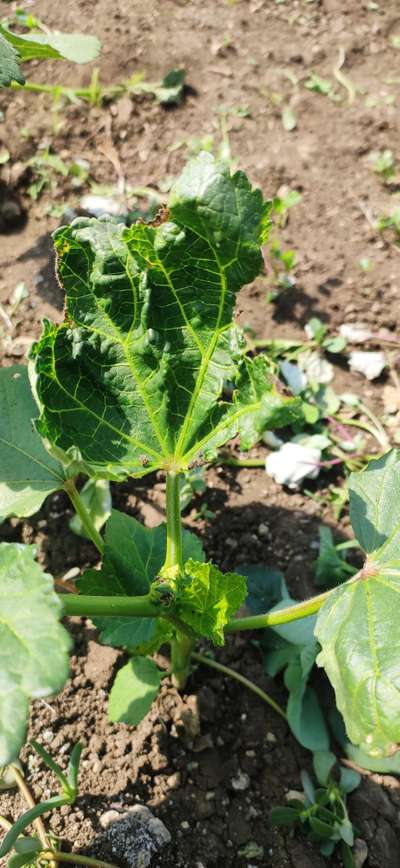 Pesticide Burn - Okra