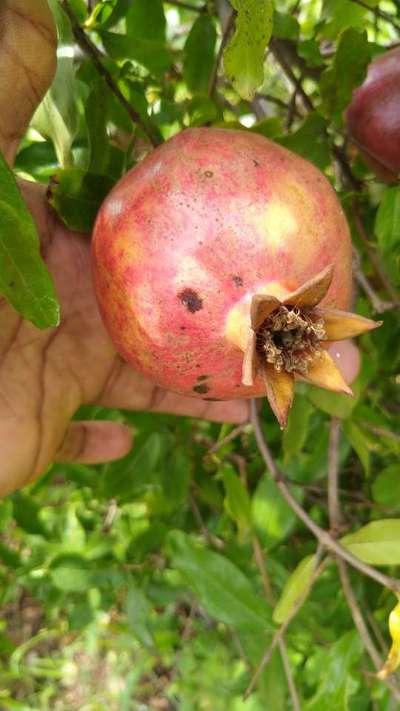 Anthracnose of Pomegranate - Pomegranate