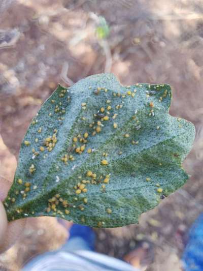 Aphids - Brinjal