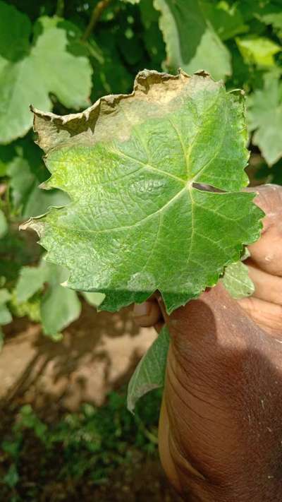 Boron Deficiency - Grape