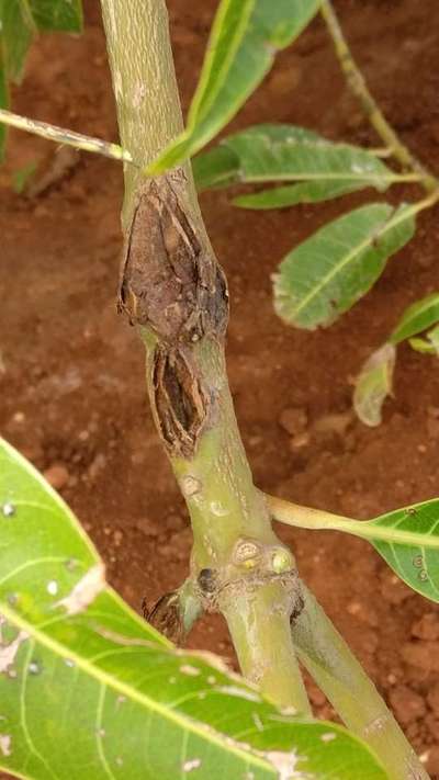 Wind Damage on Citrus - Mango