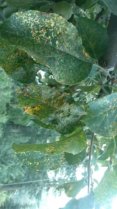 Apple Mosaic Virus - Apple