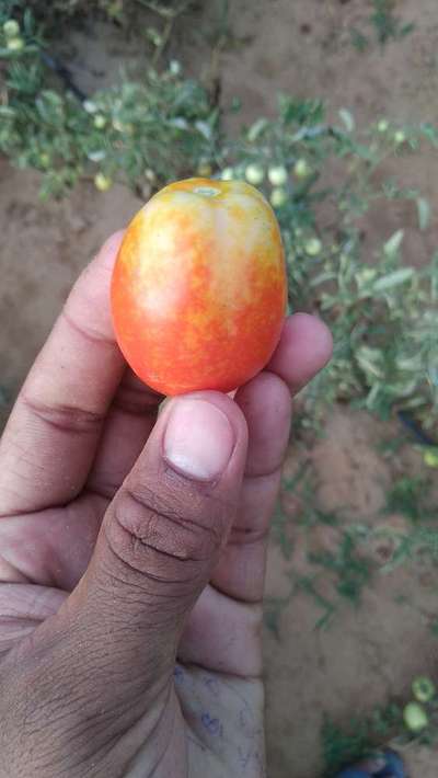 Tomato Spotted Wilt Virus - Tomato