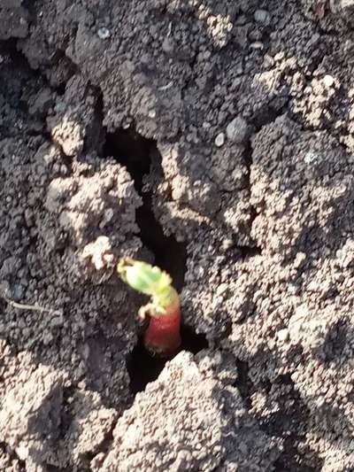 Black Cutworm - Cotton