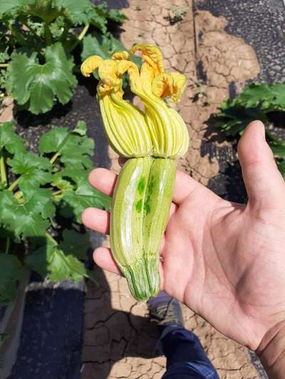 Zinc Deficiency - Zucchini