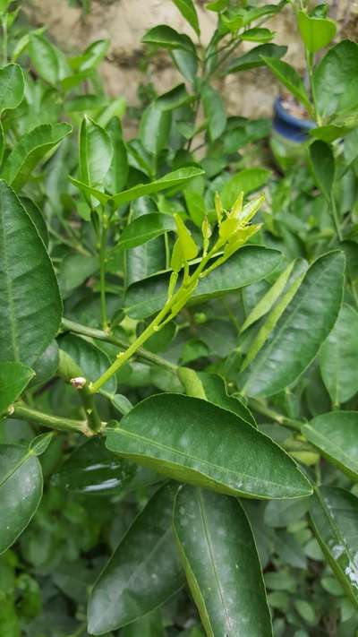 Powdery Mildew - Citrus