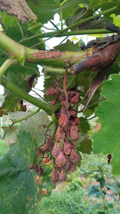 Black Rot of Grape - Uva