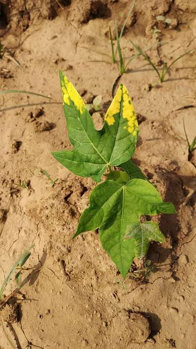 Leaf Variegation - Papaya