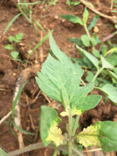 Sulfur Deficiency - Tomato